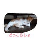 我が家の野良猫（個別スタンプ：4）