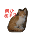 我が家の野良猫（個別スタンプ：9）