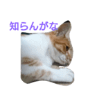 我が家の野良猫（個別スタンプ：12）