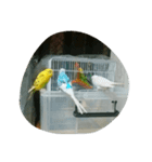 インコ達（個別スタンプ：2）