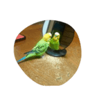 インコ達（個別スタンプ：4）