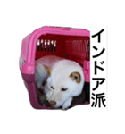 白柴犬のバニラちゃん2（個別スタンプ：3）