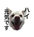 白柴犬のバニラちゃん2（個別スタンプ：8）