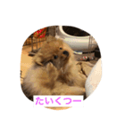 食いしん坊コロ助（個別スタンプ：8）
