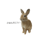 うさぎのシナモン（個別スタンプ：5）