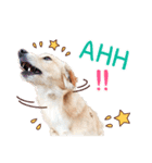 happy dog day（個別スタンプ：2）