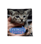 Baby cat STAMP（個別スタンプ：3）