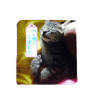 Baby cat STAMP（個別スタンプ：13）