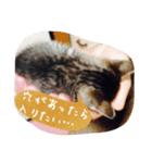 Baby cat STAMP（個別スタンプ：14）