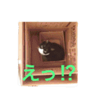 ねこの桧と桐＆犬のジン（個別スタンプ：2）