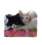 ねこの桧と桐＆犬のジン（個別スタンプ：5）