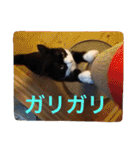 ねこの桧と桐＆犬のジン（個別スタンプ：8）