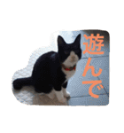 ねこの桧と桐＆犬のジン（個別スタンプ：10）