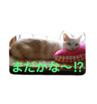 ねこの桧と桐＆犬のジン（個別スタンプ：11）