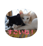 ねこの桧と桐＆犬のジン（個別スタンプ：19）