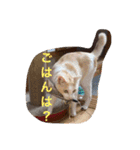 ねこの桧と桐＆犬のジン（個別スタンプ：34）