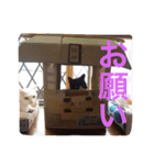 ねこの桧と桐＆犬のジン（個別スタンプ：37）