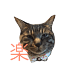 俺、アンディ。（個別スタンプ：4）