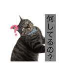 俺、アンディ。（個別スタンプ：10）