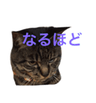 俺、アンディ。（個別スタンプ：11）