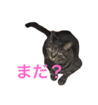 俺、アンディ。（個別スタンプ：15）