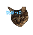俺、アンディ。（個別スタンプ：16）