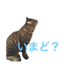 俺、アンディ。（個別スタンプ：17）