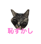 俺、アンディ。（個別スタンプ：19）