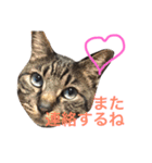 俺、アンディ。（個別スタンプ：27）