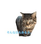 俺、アンディ。（個別スタンプ：31）