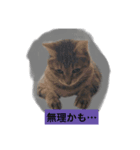 スィールくんとサフィルちゃん（個別スタンプ：2）