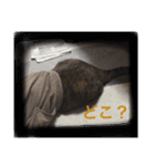 スィールくんとサフィルちゃん（個別スタンプ：3）
