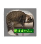 スィールくんとサフィルちゃん（個別スタンプ：5）