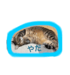 スィールくんとサフィルちゃん（個別スタンプ：8）