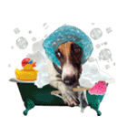 PRINCE SPOT (THE DOG)（個別スタンプ：9）
