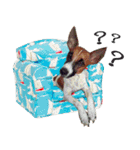 PRINCE SPOT (THE DOG)（個別スタンプ：12）