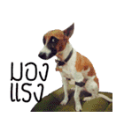 PRINCE SPOT (THE DOG)（個別スタンプ：14）
