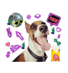 PRINCE SPOT (THE DOG)（個別スタンプ：15）