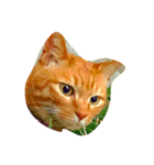 猫の茶々丸くん（個別スタンプ：1）