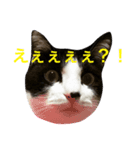 ねこやしき②feat.めめ（個別スタンプ：3）