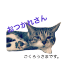 ねこやしき②feat.めめ（個別スタンプ：4）