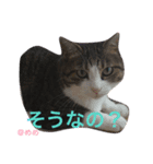ねこやしき②feat.めめ（個別スタンプ：5）