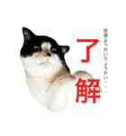 ねこやしき②feat.めめ（個別スタンプ：6）
