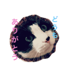 ねこやしき②feat.めめ（個別スタンプ：8）