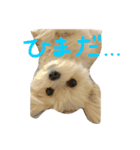 愛犬ひめちゃん♡（個別スタンプ：1）