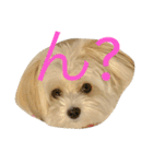 愛犬ひめちゃん♡（個別スタンプ：2）