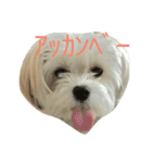 愛犬ひめちゃん♡（個別スタンプ：3）