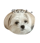 愛犬ひめちゃん♡（個別スタンプ：4）