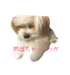 愛犬ひめちゃん♡（個別スタンプ：6）