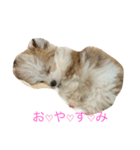 愛犬ひめちゃん♡（個別スタンプ：7）